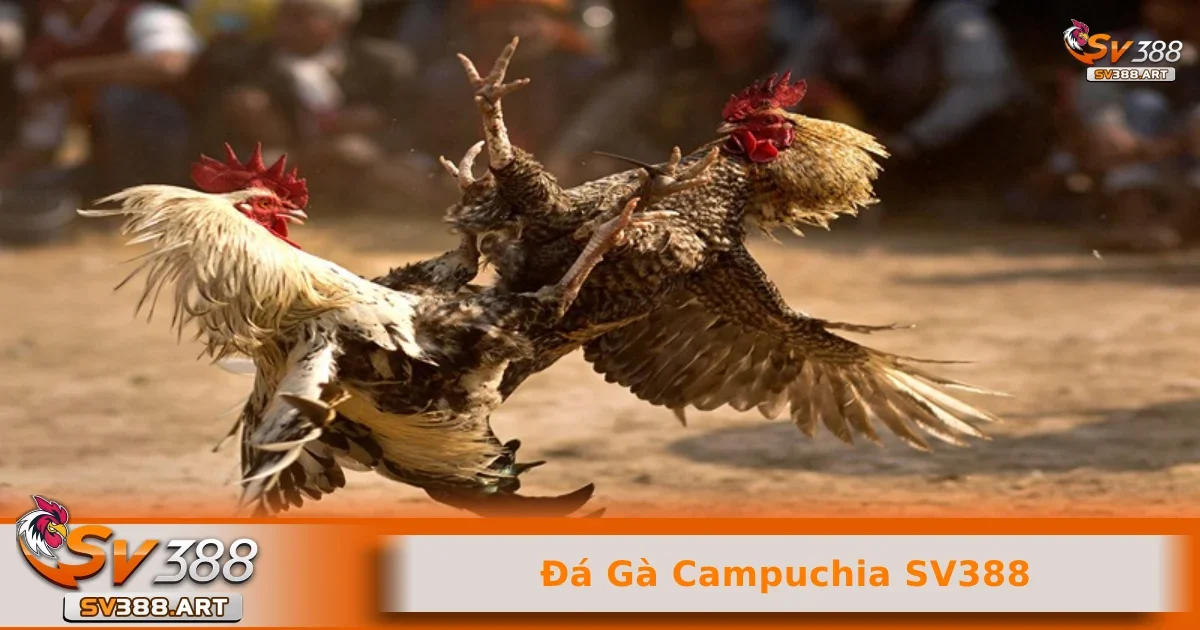 Đá gà Campuchia SV388 1 Những lý do khiến đá gà Campuchia SV388 được nhiều người yêu thích