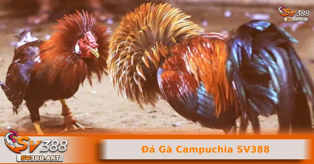Đá gà Campuchia SV388 2 Lịch phát sóng của đá gà Campuchia dành cho những ai chưa biết