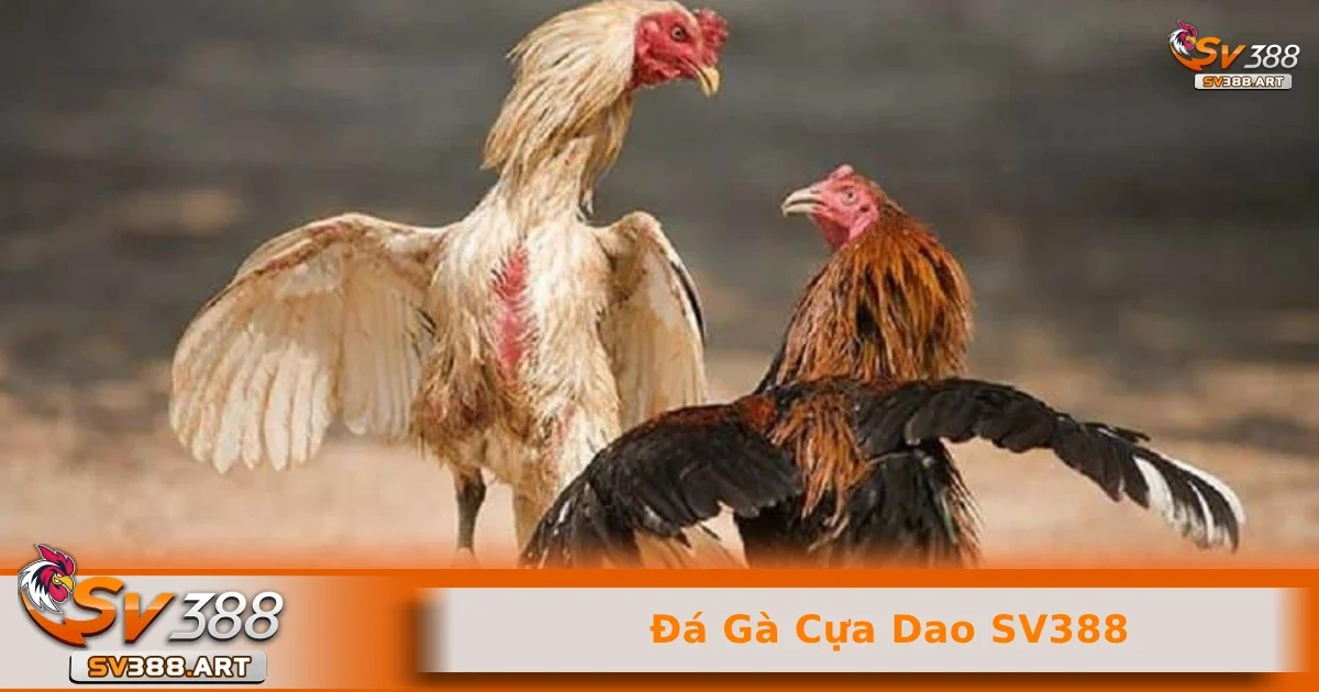 Đá gà cựa dao SV388 2 Cách đặt cược và luật chơi của trò đá gà cựa dao SV388