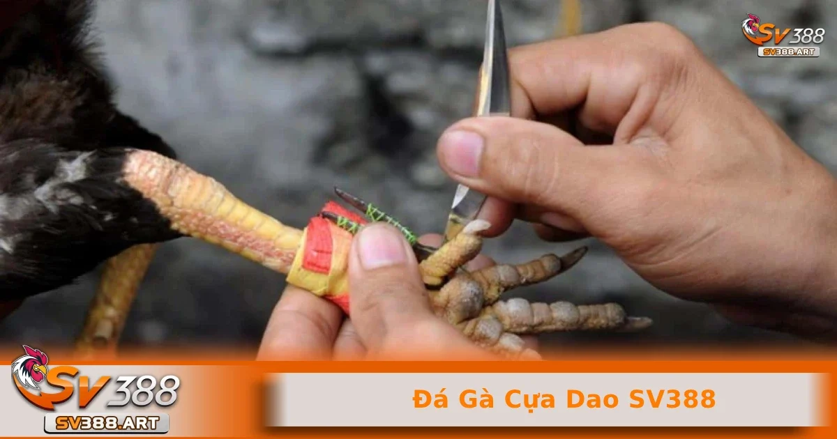 Đá gà cựa dao SV388 3 Phân tích sơ qua về thế trận của một trận đấu