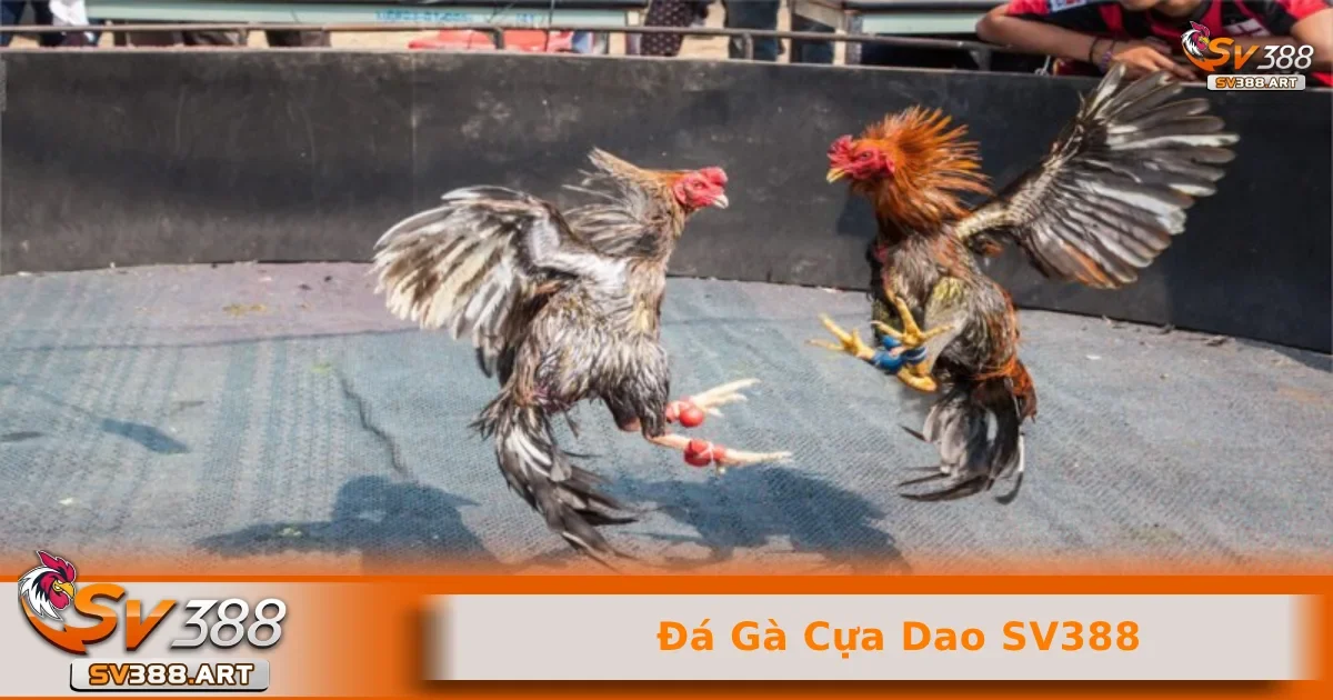 Đá gà cựa dao SV388 1 Bộ môn đá gà cựa dao SV388 luôn được nhiều người chơi yêu thích