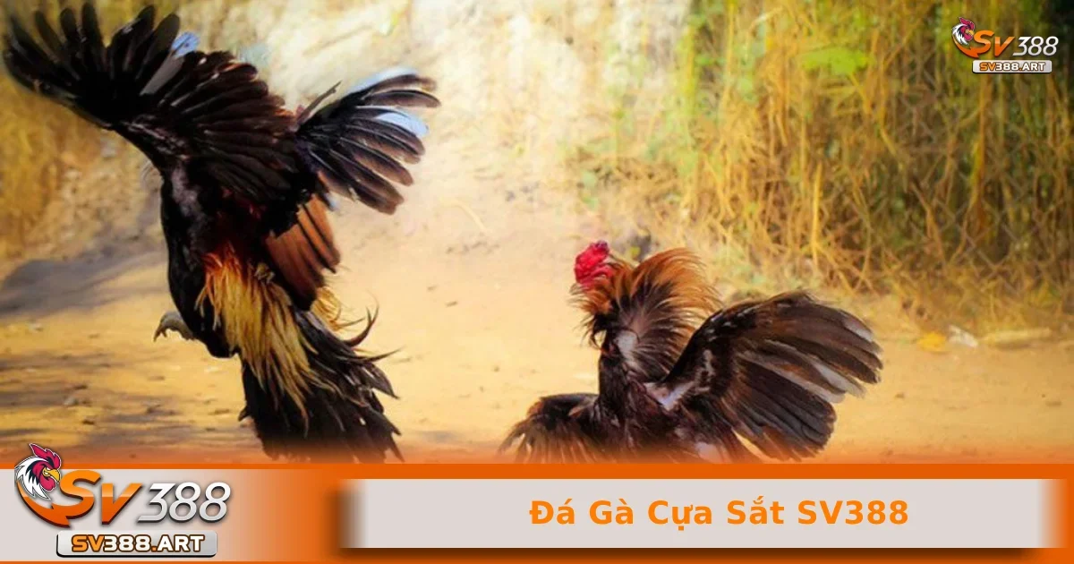 Đá gà cựa sắt SV388 2 Phương pháp để phân biệt cựa dao và cựa sắc cho người chơi mới