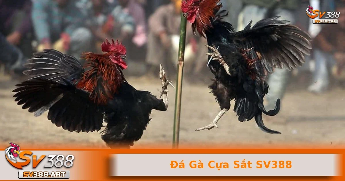 Đá gà cựa sắt SV388 1 Cuộc đối đầu của những chiến kê cựa sắt