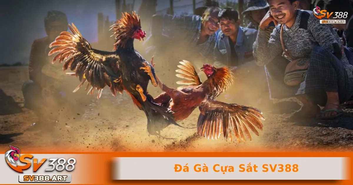 Đá gà cựa sắt SV388 3 Những điều khác liên quan đến đá gà cựa sắt SV388