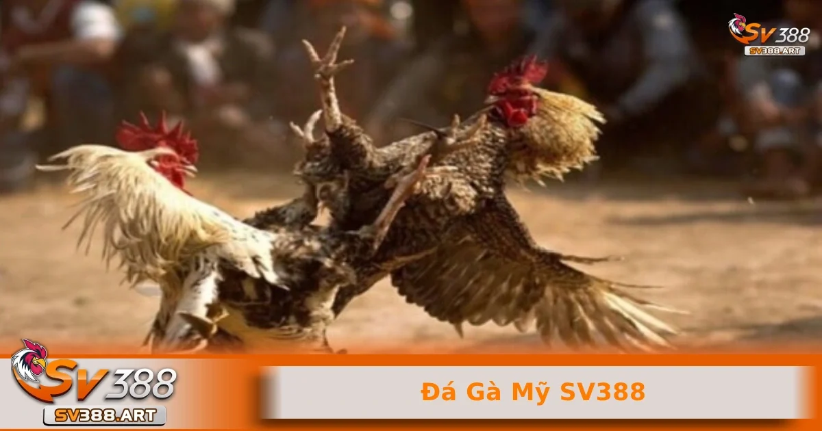 Đá gà Mỹ SV388 2 Cách để đặt cược vào đá gà Mỹ trên hệ thống SV388