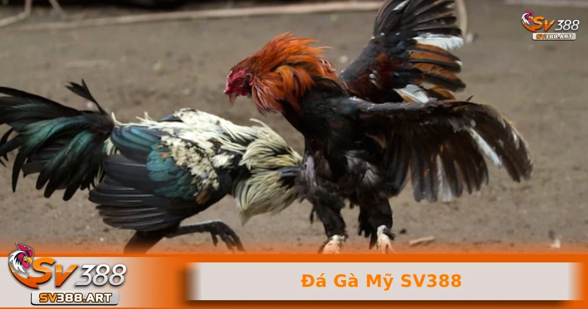 Đá gà Mỹ SV388 1 Các đặc điểm nổi bật của đá gà Mỹ SV388