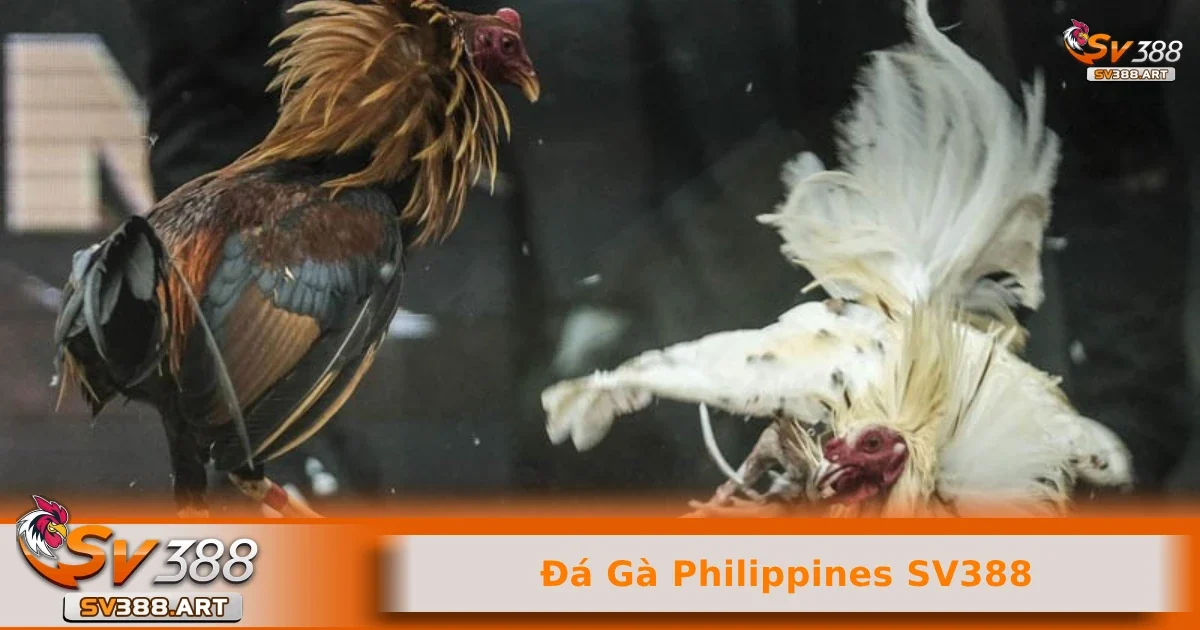 Đá gà Philippines SV388 1 Các trận đấu đá gà Philippines SV388 nảy lửa luôn được mong đợi