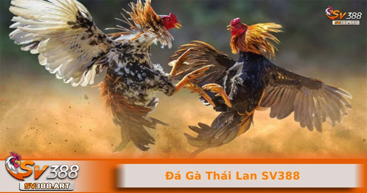 Đá gà Thái Lan SV388 1 Những điểm đặc trưng của thể loại đá gà Thái Lan SV388