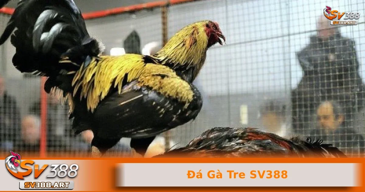 Đá gà tre SV388 2 Phân biệt giữa gà tre và gà thường trong trận đấu
