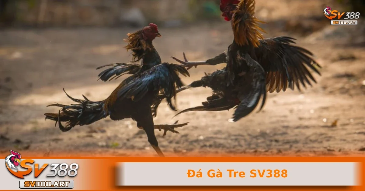 Đá gà tre SV388 1 Thể loại đá gà tre SV388 là gì?