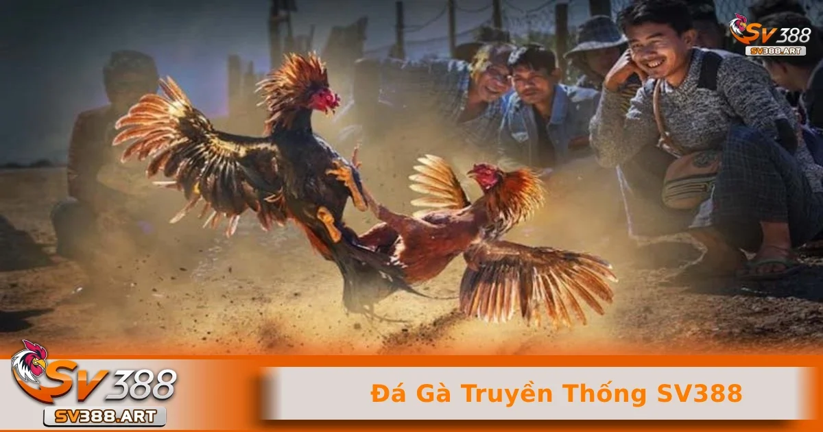 Đá gà truyền thống SV388 3 Cách để tham gia đá gà truyền thống SV388